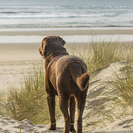 Longing by Jean Noren