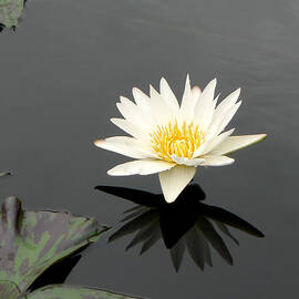 Longwood - Water Lily I by Richard Reeve