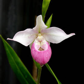 Longwood Gardens - Orchid 5 by Richard Reeve