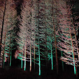 Longwood Gardens - Tree Stand at Night by Richard Reeve