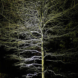 Longwood Gardens - Winter Tree by Richard Reeve