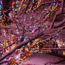 Longwood Lights 2 by Richard Reeve