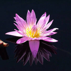 Longwood - Water Lily IV by Richard Reeve