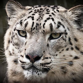 Look into my leopard eyes by Chris Boulton