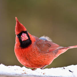 Looking At You by Jeff Sinon