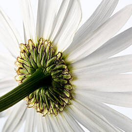 Looking Up by Mary Jo Allen