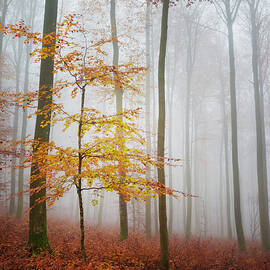 Lost In Thoughts by Philippe Sainte-laudy Photography