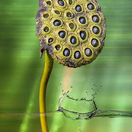 Lotus Water Lily Seed Pod by Bill and Linda Tiepelman