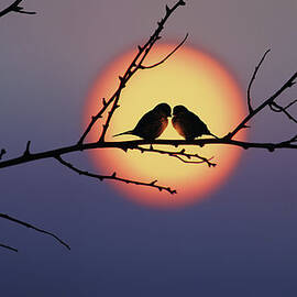 Love Birds by Dragan Todorovic