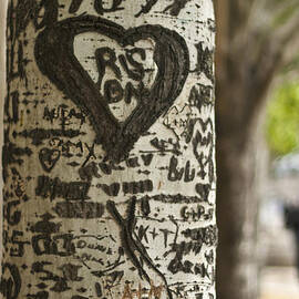 Love Tree by Georgia Clare