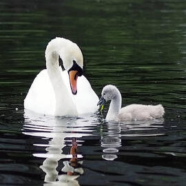 Lunchtime for Swan and Cygnet by Rona Black