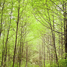 Lush Green Pathway by Christopher Kimmel