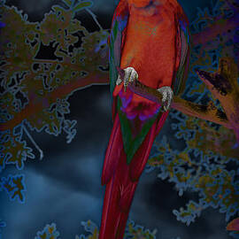 Macaw Colors by Bill and Linda Tiepelman