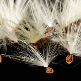 Macro photo of swamp milkweed seed pod by Steven Heap