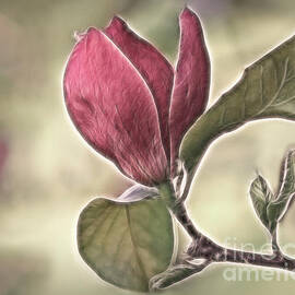 Magnolia Glow by Susan Candelario