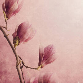 Magnolia on Pink background by Jelena Jovanovic