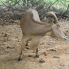 male barbary sheep on road by Flees Photos