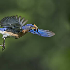 Male Eastern Bluebird by Susan Candelario
