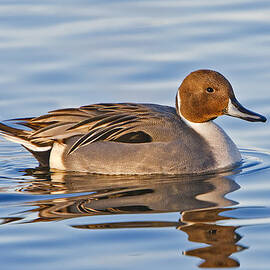 Male Pintail Duck by Susan Candelario