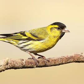Male Siskin by Grant Glendinning
