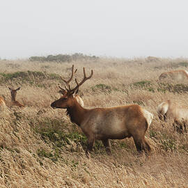 Male Tule Elk With Herd by Paul Taylor
