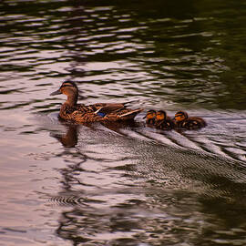 mallard duck and chicks by Flees Photos