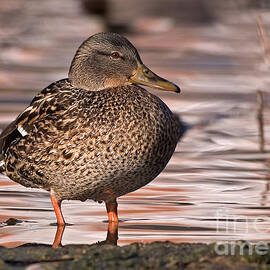 Mallard by Steven Ralser