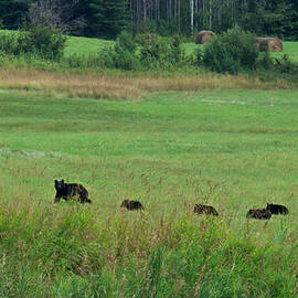 Mama Bear and 4 Cubs by Mary Lee Dereske
