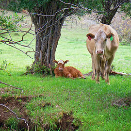 Mama Cow and Calf by Mary Lee Dereske