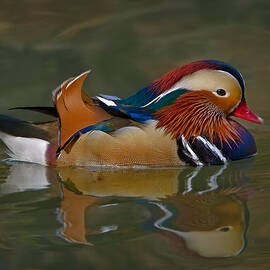 Mandarin Duck by Susan Candelario