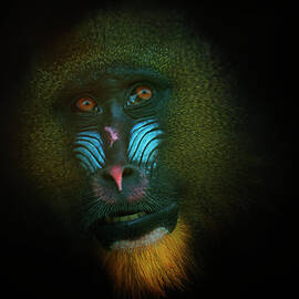 Mandrill by Samantha Nicol Art Photography