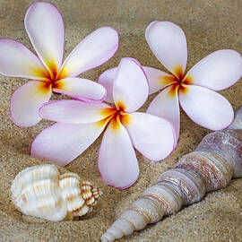 Maui Beach Treasures by Susan Candelario