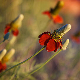 Mexican Hat Ratibida columnifera by Mary Lee Dereske