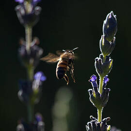 Midnight Ride by Joe Schofield
