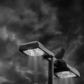 Midnight Street Light by Bill and Linda Tiepelman
