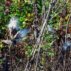 Milkweed Seeds by Flees Photos