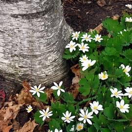 Minnesota Birch and Bloodroot Wildflowers by Cascade Colors
