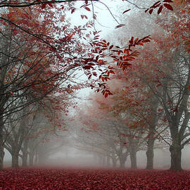 Misty Chestnut Grove by Georgia Clare