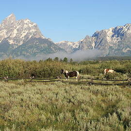 Misty Morning by Natural Focal Point Photography
