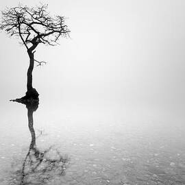 Misty Tree by Grant Glendinning