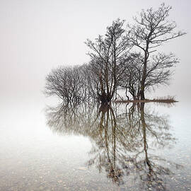 Misty Trees by Grant Glendinning