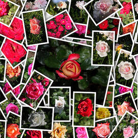 Mixed multicolored roses by Stefano Senise