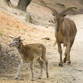 male Barbary sheep with kid by Flees Photos