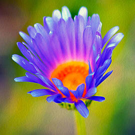 Mojave Aster by Joe Schofield