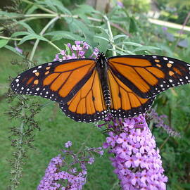 Monarch Butterfly by Richard Reeve