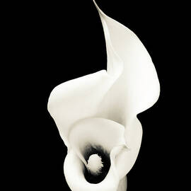 Monochrome Calla Lily Isolated On Black by Ogphoto