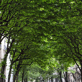 Montmartre Springtime Trees by Georgia Clare