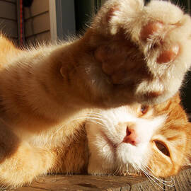 Tabby Paw by Mary Lee Dereske