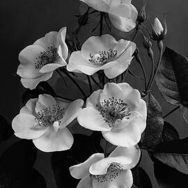 Moschata Alba by J. Horace McFarland