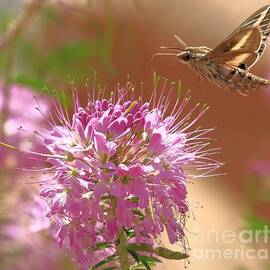Moth On A Flower by Adam Jewell